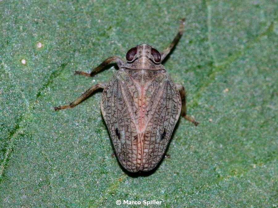 Fulgoromorpha Issidae: Issus coleoptratus